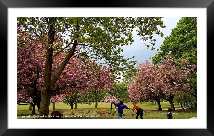 Cherry Blossom Tree fun with kids at High Hazels Park in Sheffield Framed Mounted Print by David Forrest