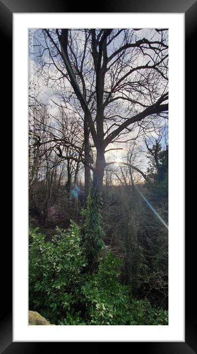 Plant tree Framed Mounted Print by David Forrest