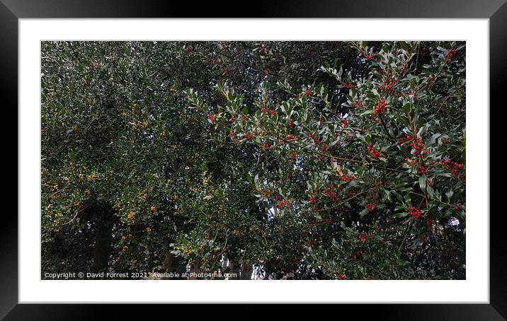 Bushes with yellow and red berries on Framed Mounted Print by David Forrest