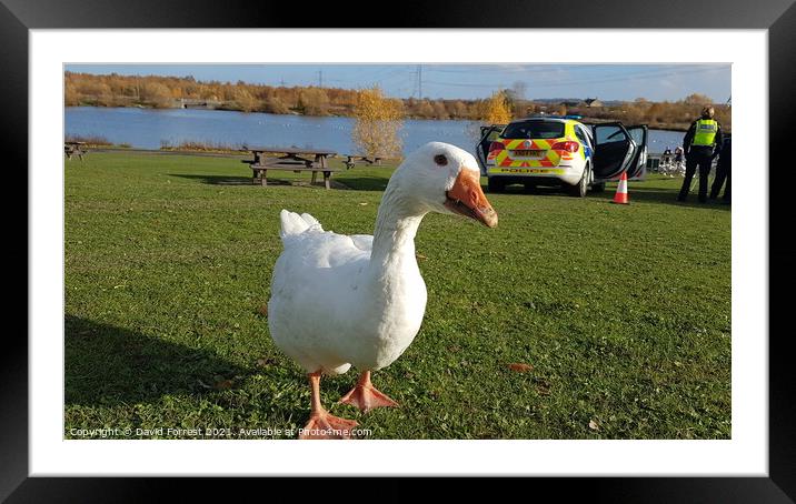 Goose asking questions Framed Mounted Print by David Forrest