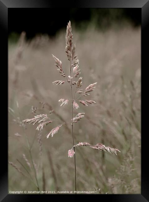 Grass Framed Print by Jonathan Bird