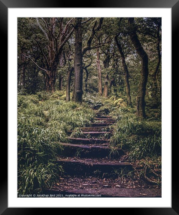 Ascending through the Forest Framed Mounted Print by Jonathan Bird
