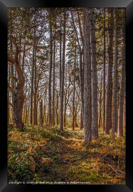 Autumn Pines, Thorndon Country Park Framed Print by Jonathan Bird