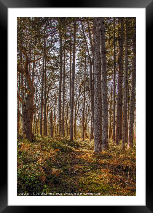 Autumn Pines, Thorndon Country Park Framed Mounted Print by Jonathan Bird