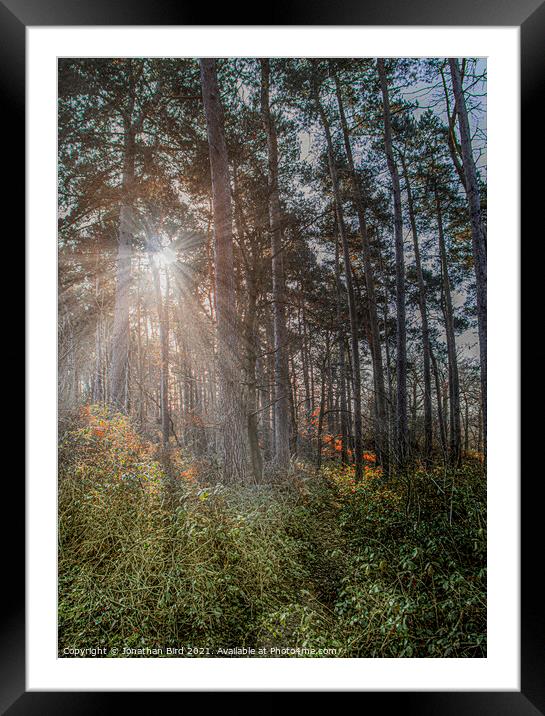 Winter Sun through Pines Framed Mounted Print by Jonathan Bird
