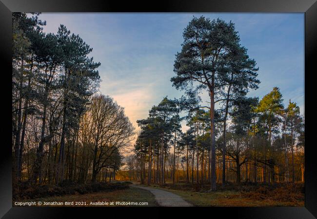 Late Sun in the Pines, Thorndon Country Park Framed Print by Jonathan Bird