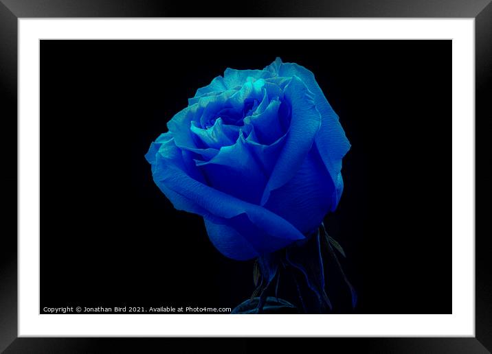 Blue Rose Framed Mounted Print by Jonathan Bird