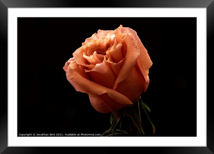 Orange Rose Framed Mounted Print by Jonathan Bird