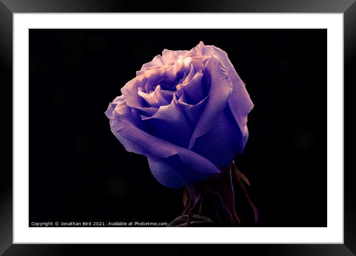 Lavender Rose Framed Mounted Print by Jonathan Bird