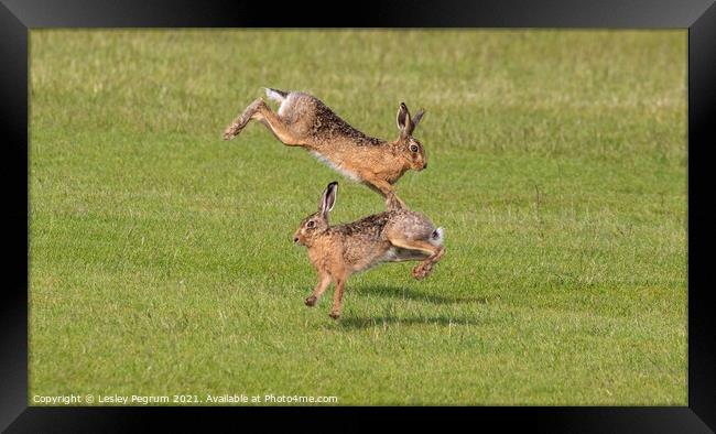 Norfolk hares jumping  Framed Print by Lesley Pegrum