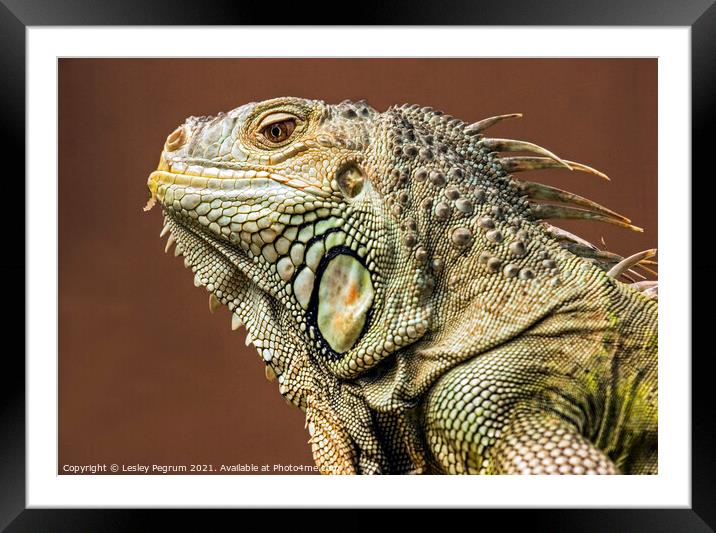 Close-up of desert Iguana with keeled antillies Framed Mounted Print by Lesley Pegrum