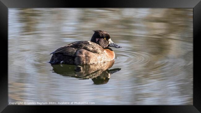 Female Tufted Duck Framed Print by Lesley Pegrum