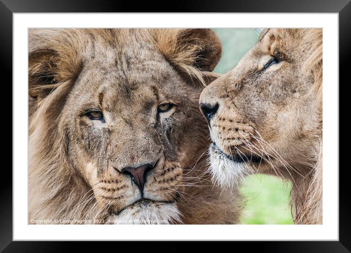 2 Lions Framed Mounted Print by Lesley Pegrum