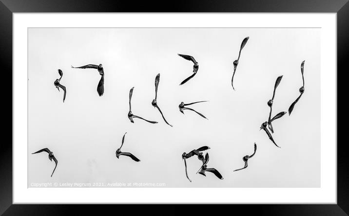 Lapwings in Flight Framed Mounted Print by Lesley Pegrum