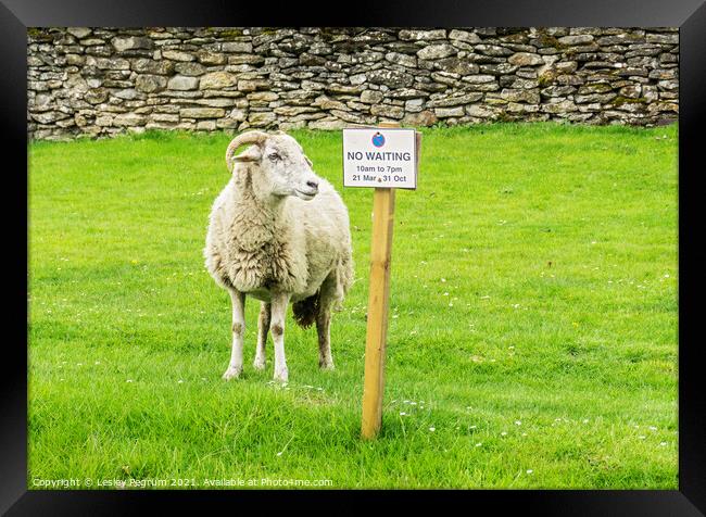 Sheep No Waiting Sign Framed Print by Lesley Pegrum