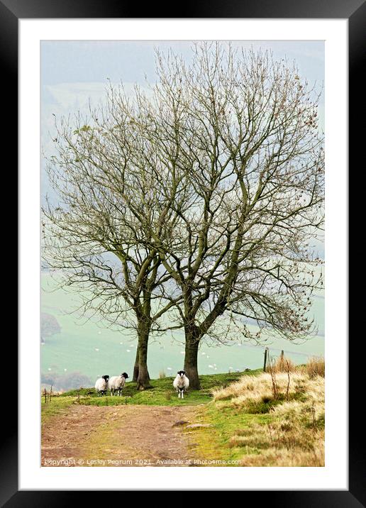 3 Sheep Under a Tree Framed Mounted Print by Lesley Pegrum