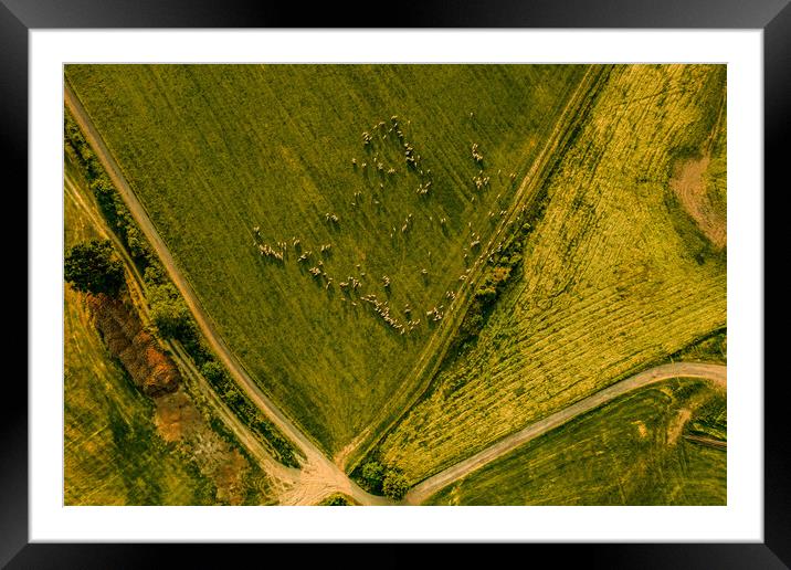 Aerial view of a flock of sheep grazing pastures. Framed Mounted Print by Andrea Obzerova