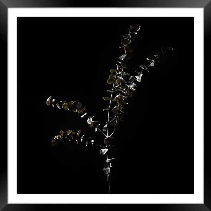 Eucalyptus studio shot. Framed Mounted Print by Andrea Obzerova