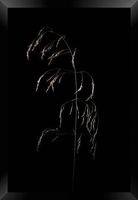 Dry grass panickles studio shot. Framed Print by Andrea Obzerova