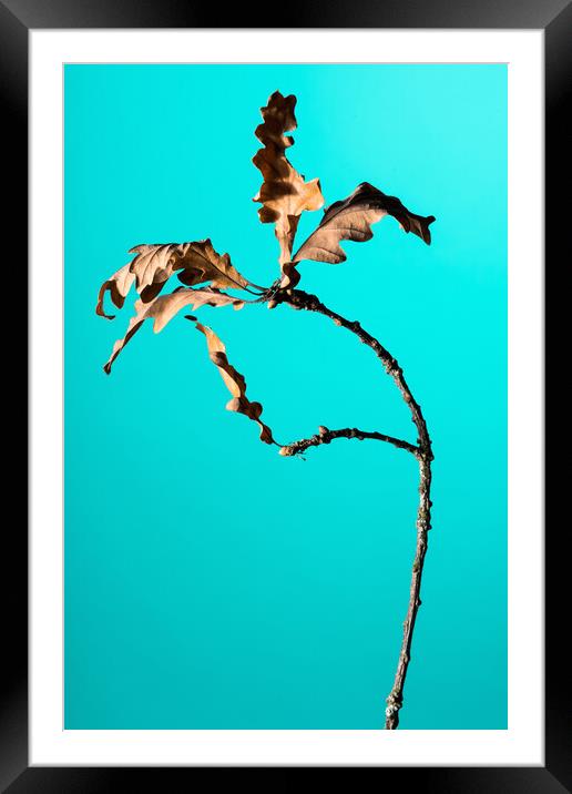 Oak tree branch studio shot. Framed Mounted Print by Andrea Obzerova