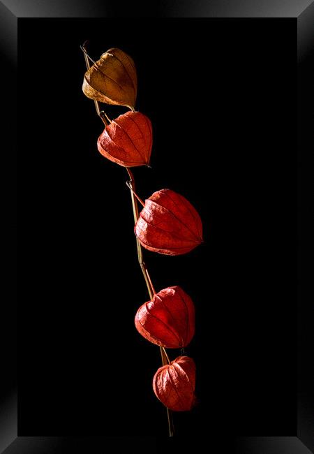 Studio shot of dry physalis flower. Framed Print by Andrea Obzerova