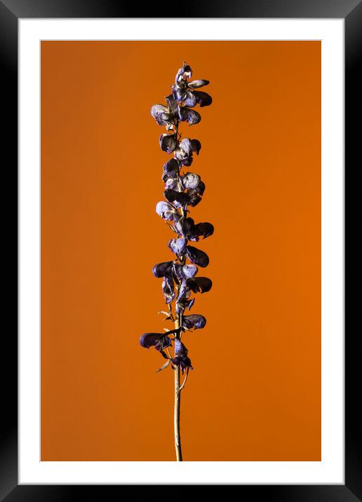 Studio shot of a blue withered flower. Framed Mounted Print by Andrea Obzerova