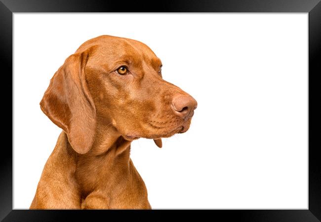 Hungarian vizsla dog studio portrait. Framed Print by Andrea Obzerova