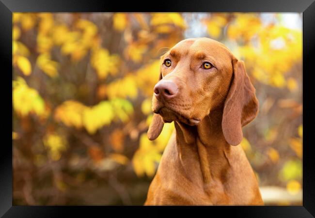 Vizsla dog side view close up portrait in fall garden. Framed Print by Andrea Obzerova