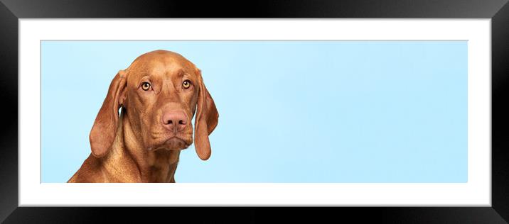 Cute hungarian vizsla dog studio portrait. Framed Mounted Print by Andrea Obzerova