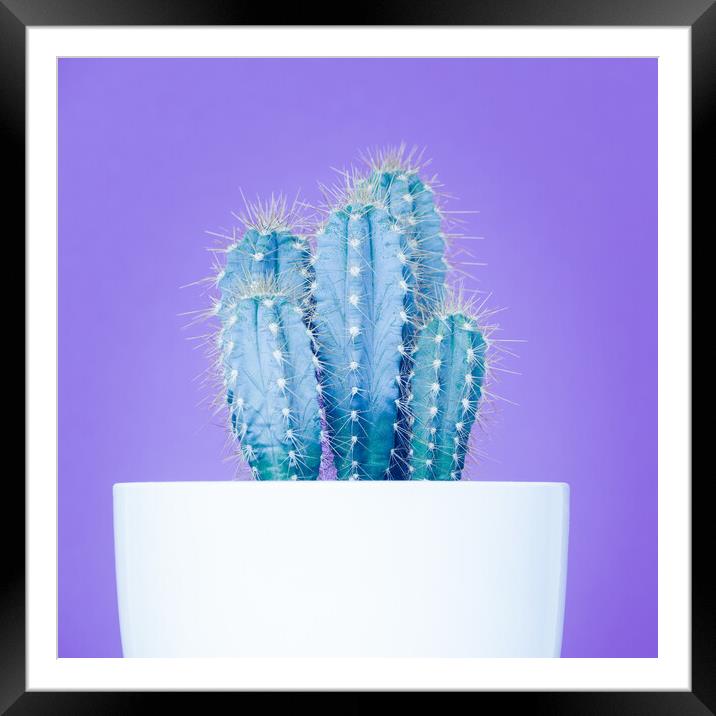 Pop art cactus image. Framed Mounted Print by Andrea Obzerova