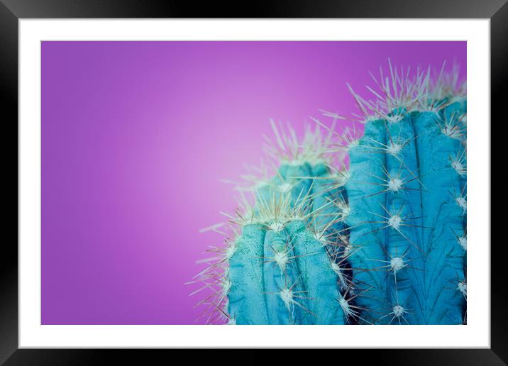 Trendy neon purple and blue coloured minimal cactus background. Framed Mounted Print by Andrea Obzerova