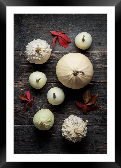 Various decorative white pumpkins on dark wooden background. Framed Mounted Print by Andrea Obzerova