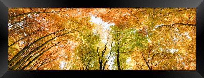 Autumn banner. Multicolored treetops. Framed Print by Andrea Obzerova