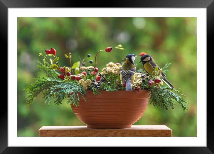 Group of great tit birds sitting on a rose hip branch. Framed Mounted Print by Andrea Obzerova
