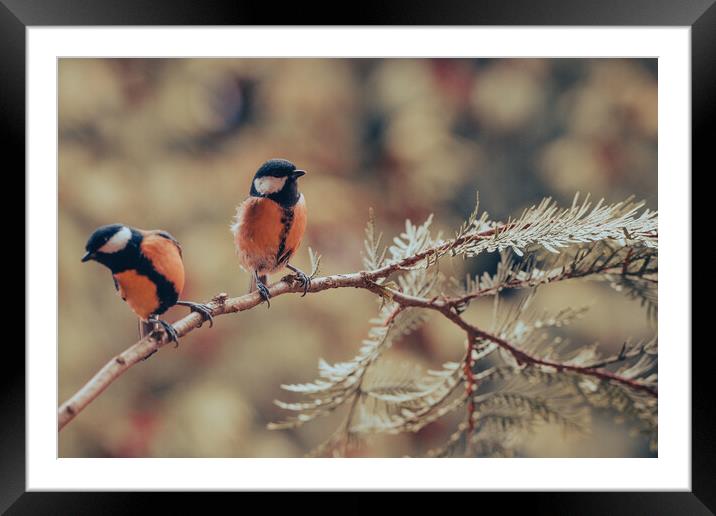 Great tit, Parus major, sitting on a branch.  Framed Mounted Print by Andrea Obzerova