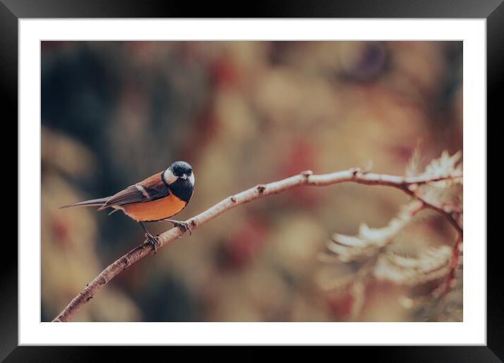 Great tit, Parus major, sitting on a branch.  Framed Mounted Print by Andrea Obzerova