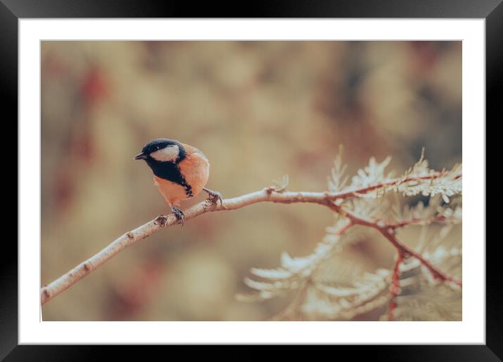 Great tit, Parus major, sitting on a branch.  Framed Mounted Print by Andrea Obzerova