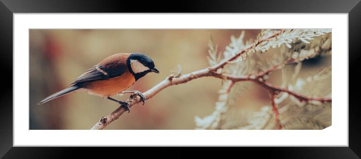 Great tit, Parus major, sitting on a branch.  Framed Mounted Print by Andrea Obzerova