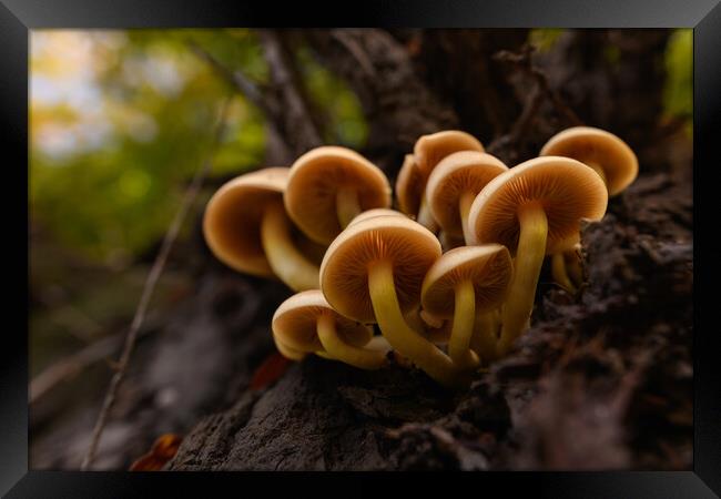 Seasonal mushrooms autumn background. Framed Print by Andrea Obzerova