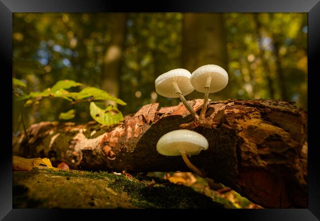 Wild mushroom. Framed Print by Andrea Obzerova