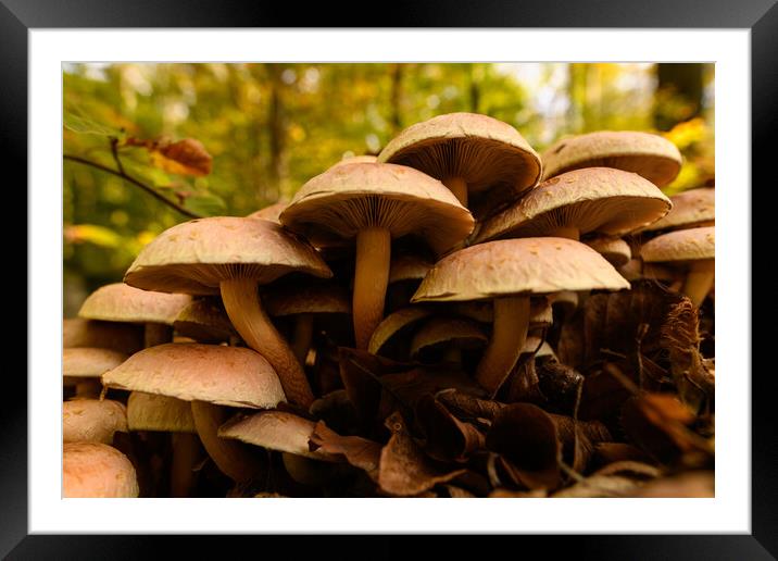 Inedible mushrooms growing in their natural forest habitat.  Framed Mounted Print by Andrea Obzerova