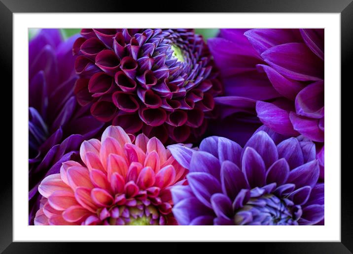 Dahlia flowers close up. Framed Mounted Print by Andrea Obzerova