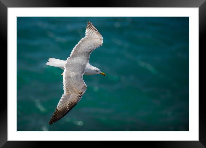 Gull flying over the water (Larus ridibundus). Framed Mounted Print by Andrea Obzerova