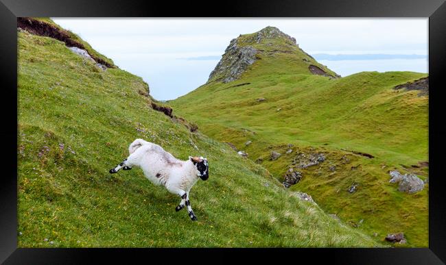 Lamb running through scottish countryside Framed Print by Andrea Obzerova