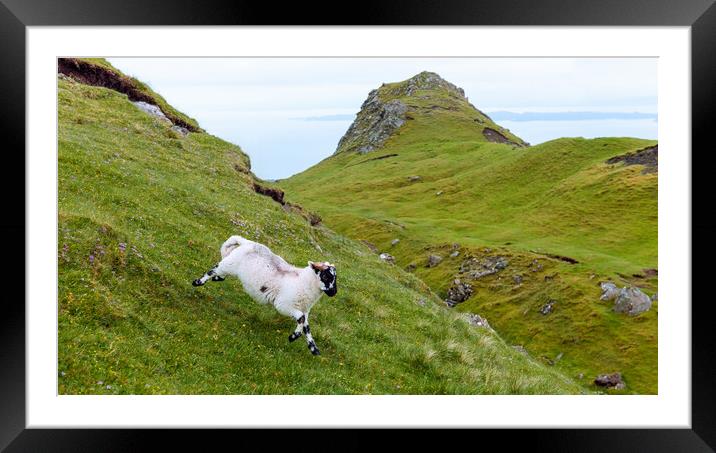 Lamb running through scottish countryside Framed Mounted Print by Andrea Obzerova
