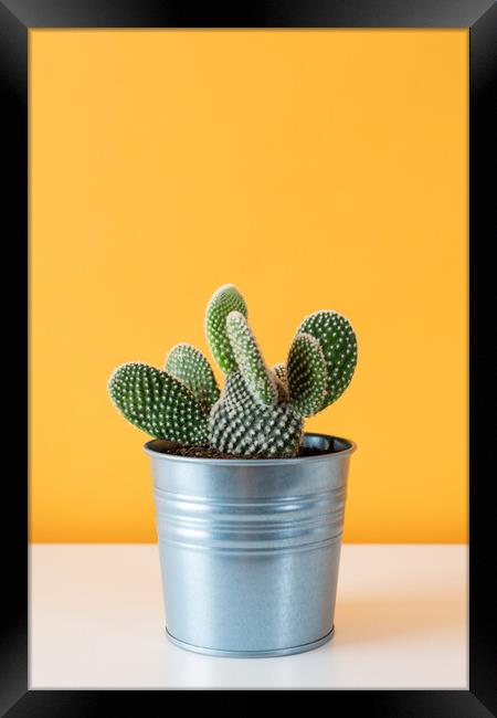 Cactus plant in metal pot against yellow colored w Framed Print by Andrea Obzerova