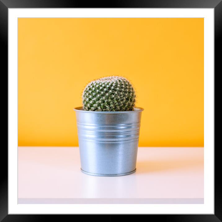 Cactus plant in metal pot against yellow colored w Framed Mounted Print by Andrea Obzerova
