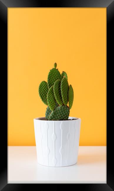 Cactus plant in white flowerpot against yellow col Framed Print by Andrea Obzerova