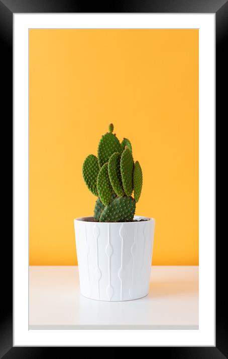 Cactus plant in white flowerpot against yellow col Framed Mounted Print by Andrea Obzerova