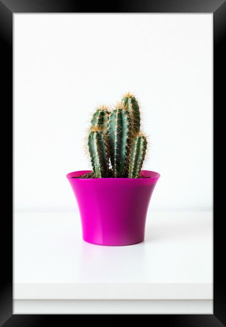 Cactus plant in bright pink flower pot against whi Framed Print by Andrea Obzerova